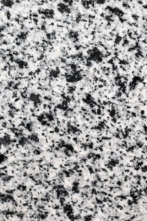 new halayeb big fossil